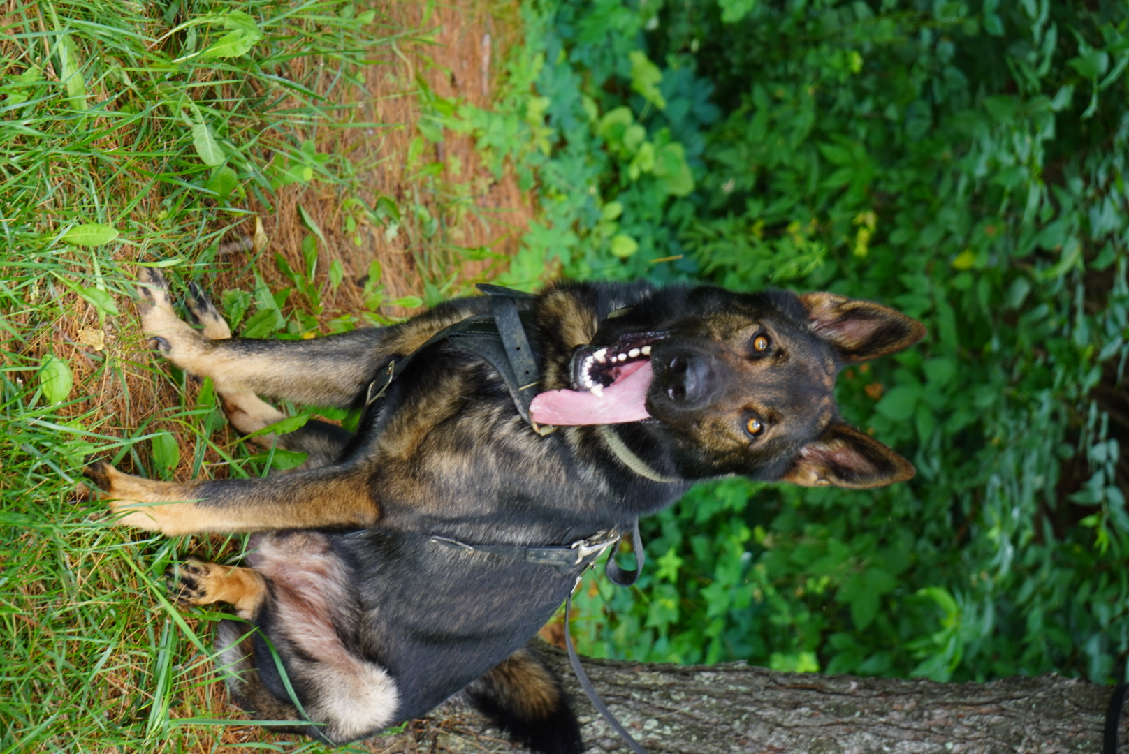 Young working dog development at Black Ice Working Dogs