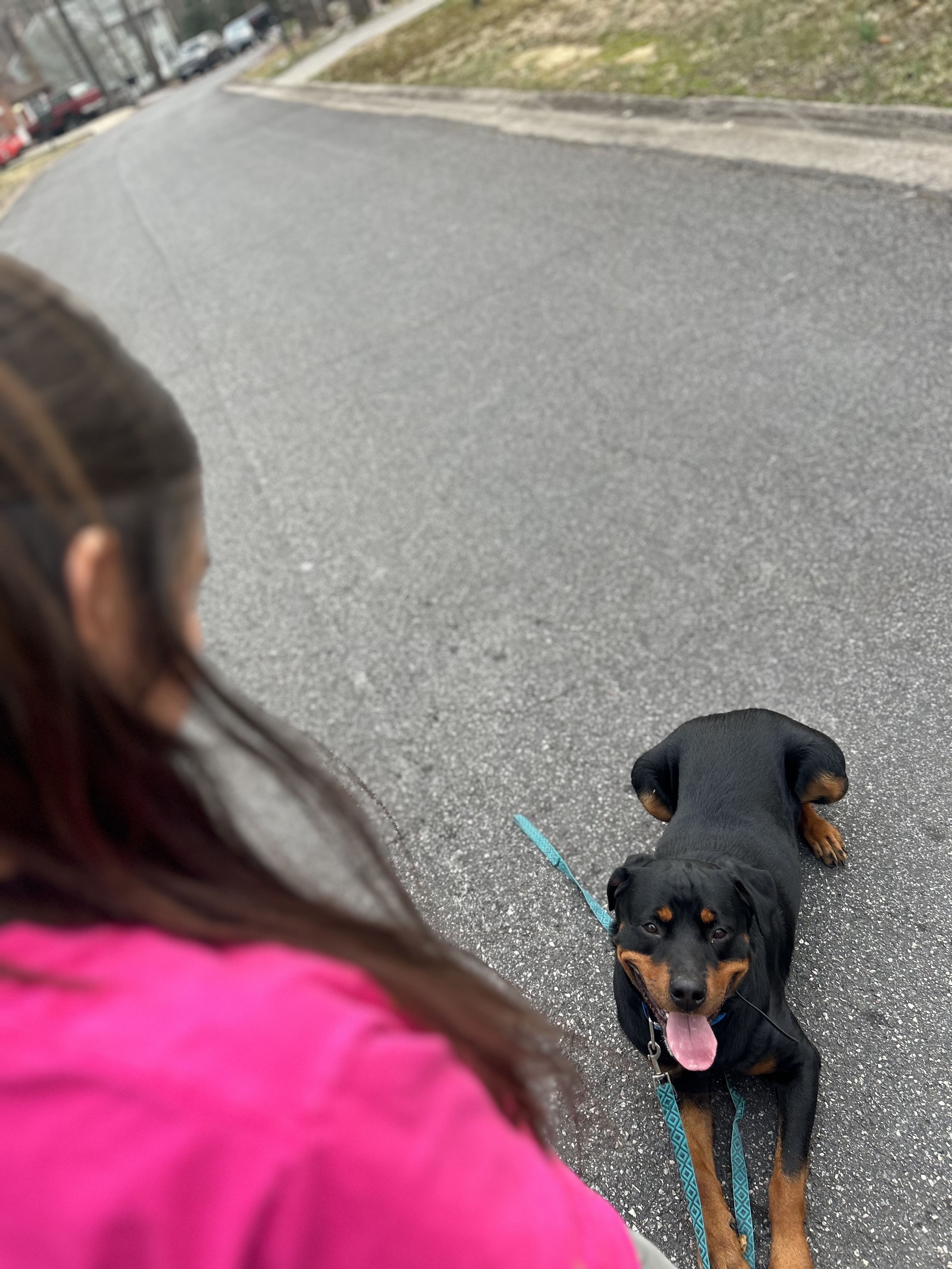 Dog training at Black Ice Working Dogs