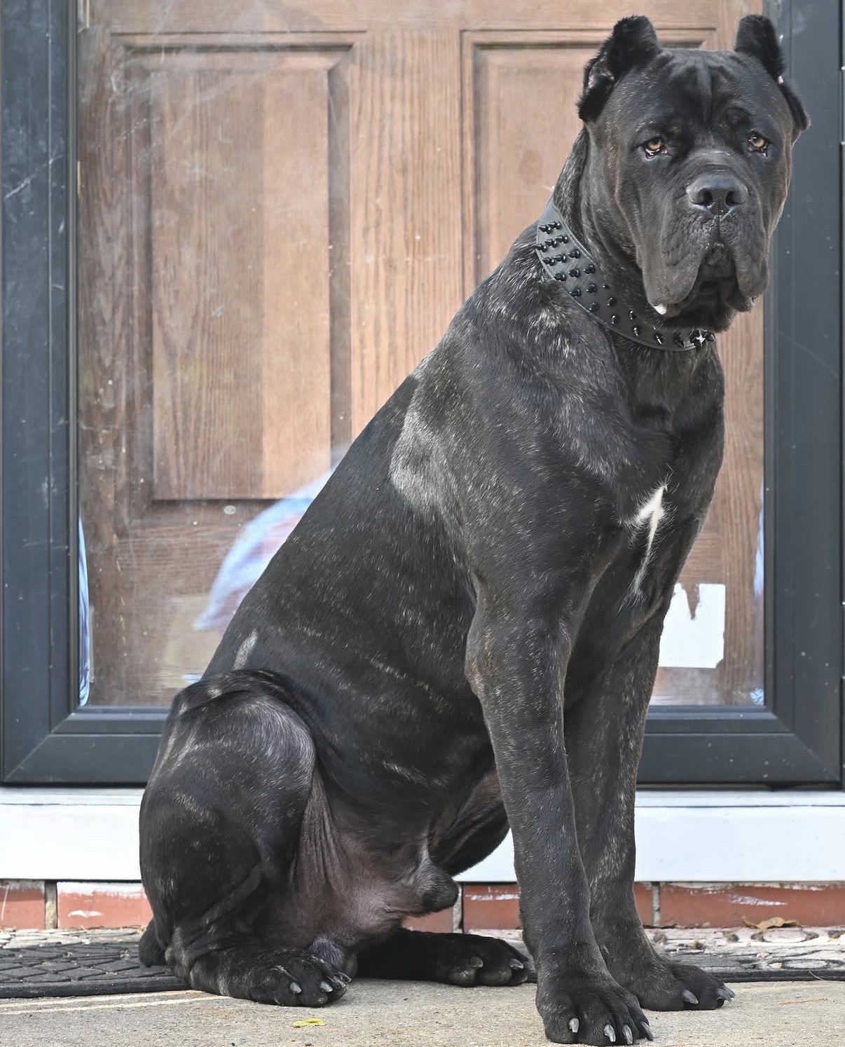Cane Corso at Black Ice Working Dogs