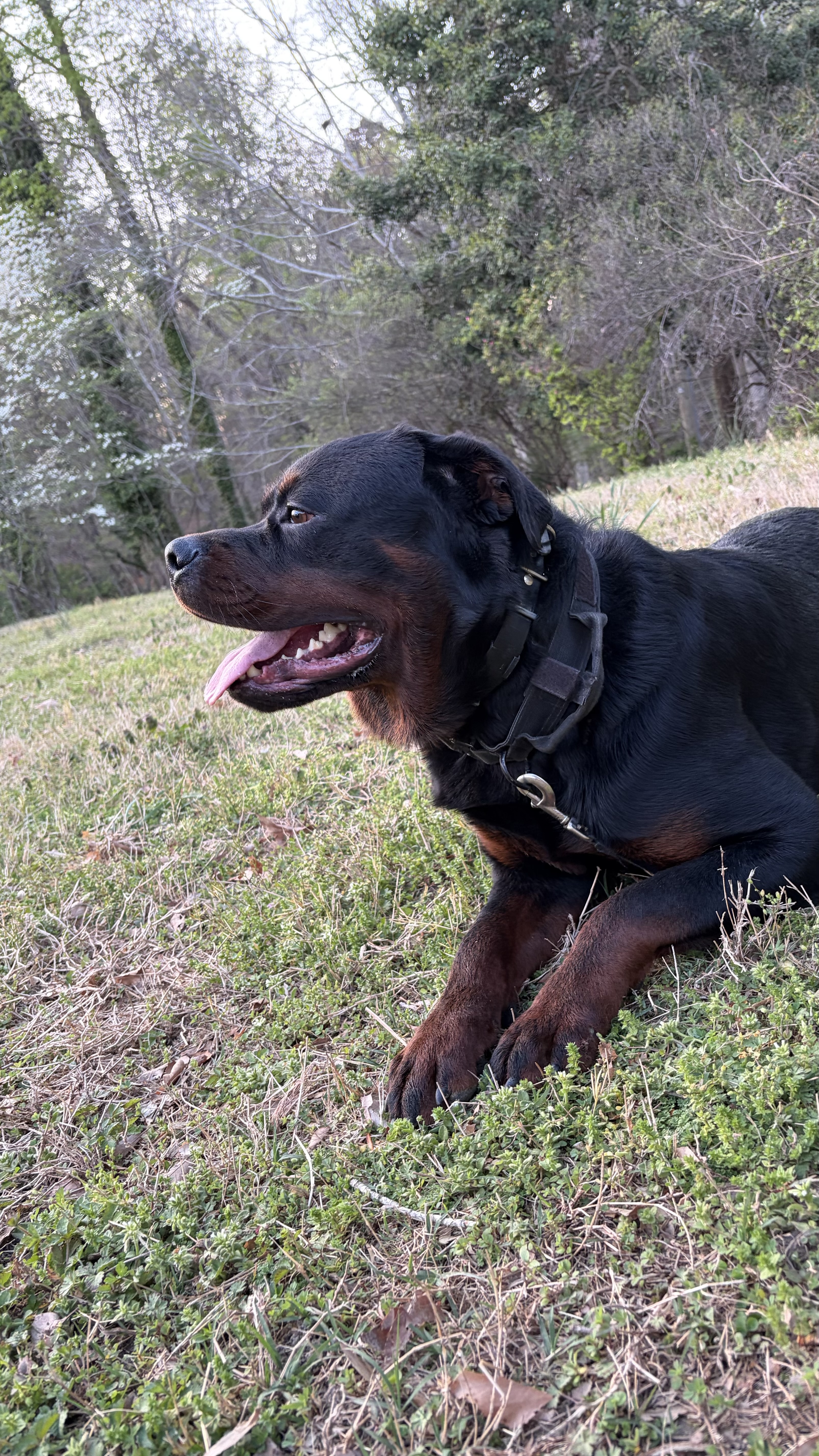 Rottweiler at Black Ice Working Dogs