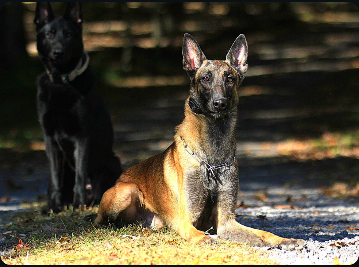 Belgian Malinois at Black Ice Working Dogs