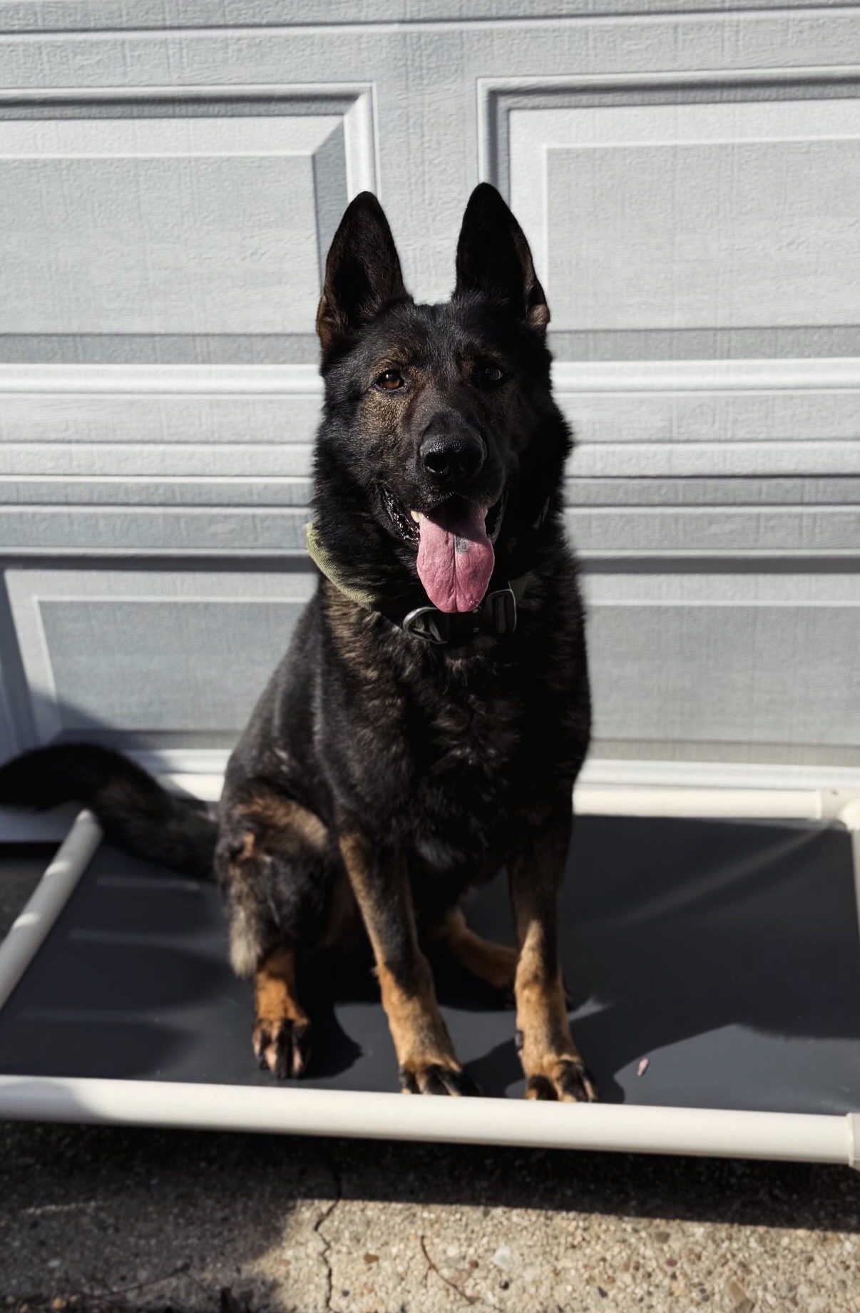 German Shepherd at Black Ice Working Dogs
